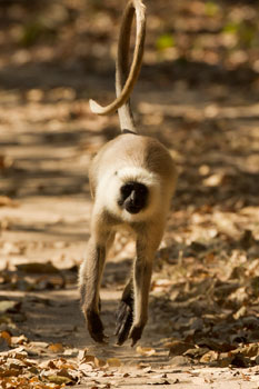 langur
